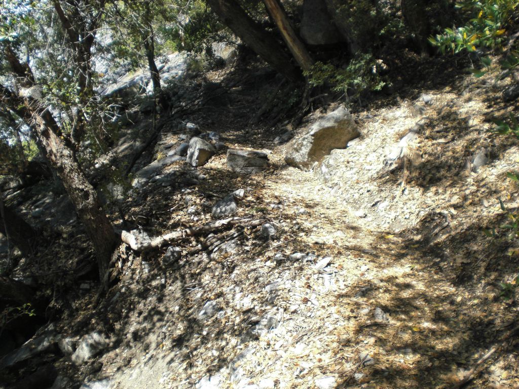 The trail continued to climb steeply through the forest: