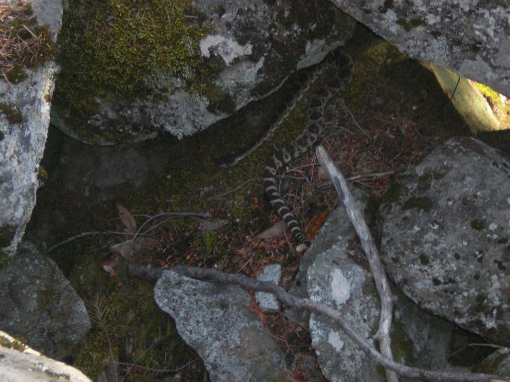 One of the large rattlesnakes which almost got us on the way down: